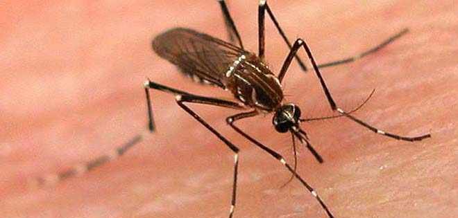Costa Rica vive la peor epidemia de dengue en su historia
