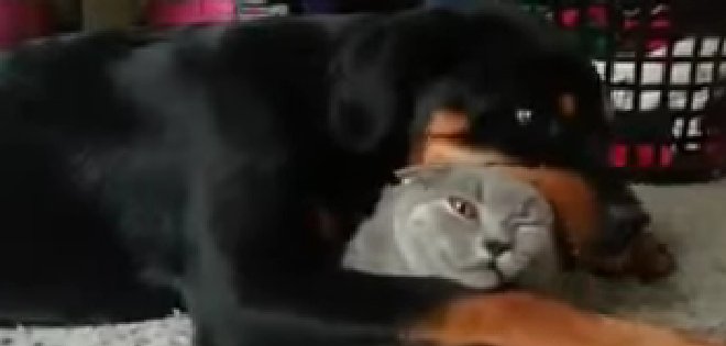 Un rottweiler demuestra con mucho entusiasmo que adora a su gato