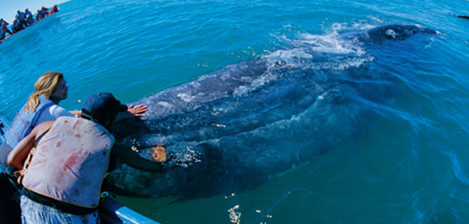Estudio científico revela que animales marinos grandes corren peligro