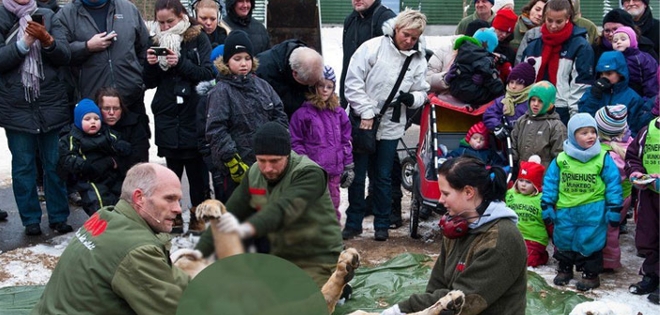 Un zoológico danés disecciona un león en público pese a protestas