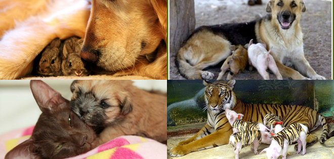 VIDEO: Las madres adoptivas del reino animal