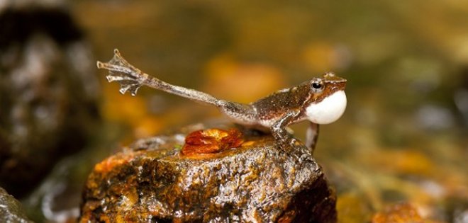 VIDEO: Descubren 14 nuevas especies de ranas “bailarinas”