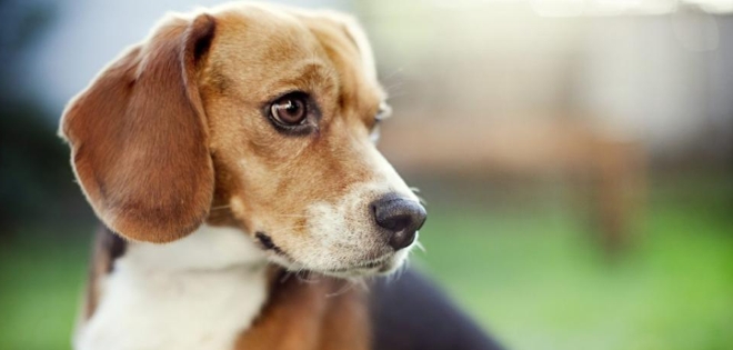 Un niño de tres años de Virginia escribe una carta a su perro muerto y éste le &#039;responde&#039;