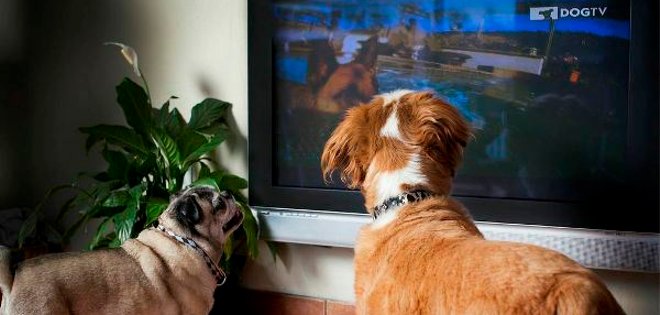 “DogTV”, el nuevo canal de televisión para perros