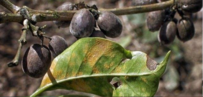 Manabí: plantaciones de café devastadas por un hongo