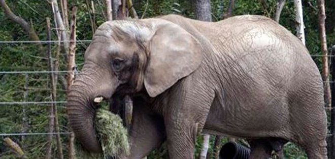 Un zoo de Taiwán indemnizará a visitante que recibió pedrada de elefante