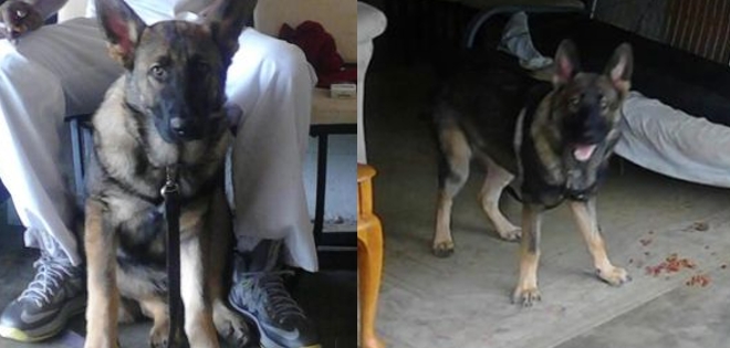 Noah, el perro que murió protegiendo a sus dueños de un tiroteo