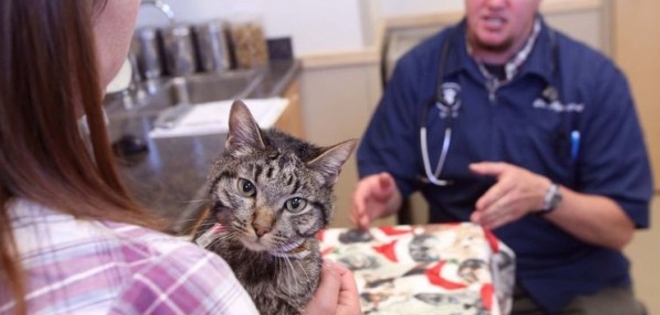 Gato se reunió con su familia tras permanecer atrapado en un colchón durante dos meses
