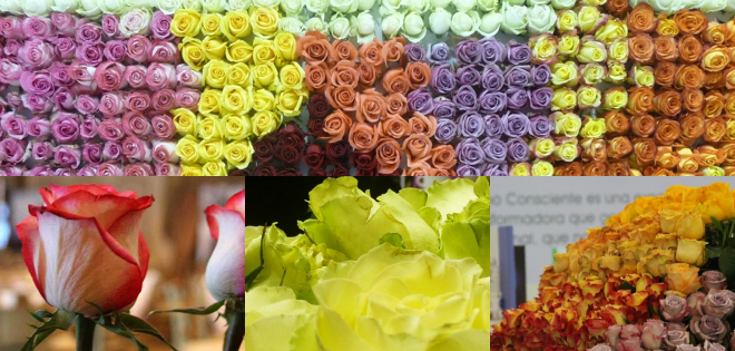 Conoce todo sobre la producción de las mejores flores del mundo en Ecuador