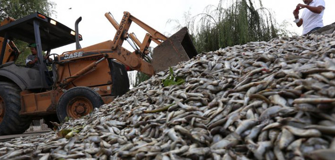 Aparecieron miles de peces muertos en una laguna mexicana