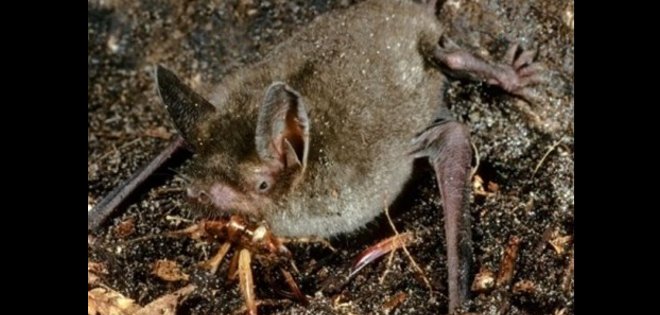 Descubren los restos de un murciélago gigante que andaba en 4 patas