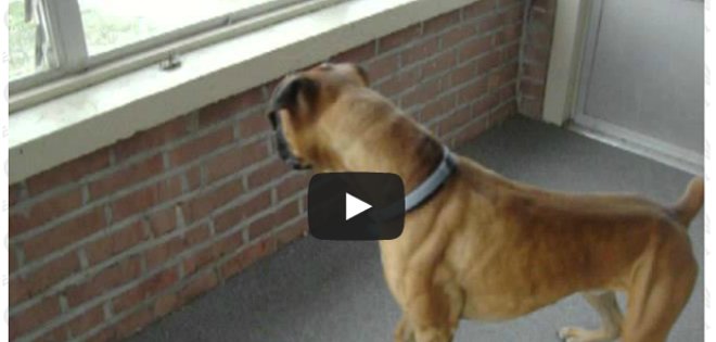 VIDEO: El boxer más miedoso del planeta