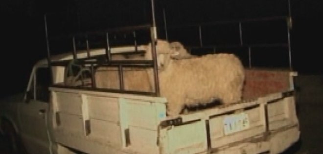 Justicia indígena se impone en Cotopaxi por robo de ganado ovino