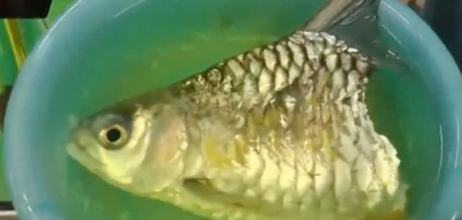 Pez vive seis meses solamente con la mitad de su cuerpo