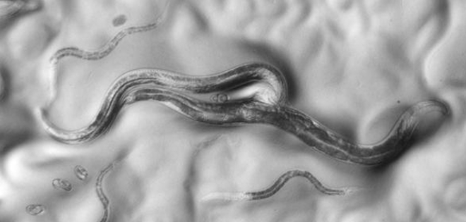 El “esperma asesino” que evita el cruce entre especies