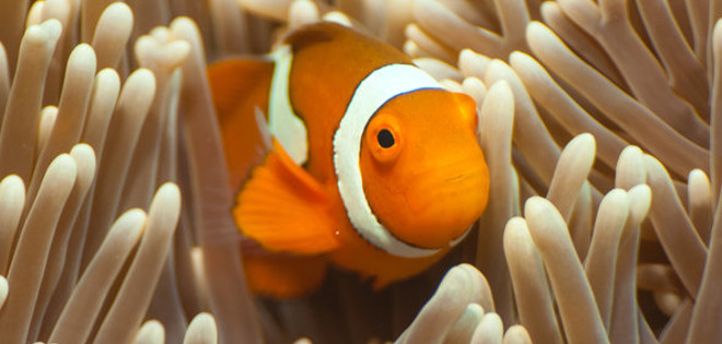 Peces payaso como Nemo nadan enormes distancias cuando son bebés