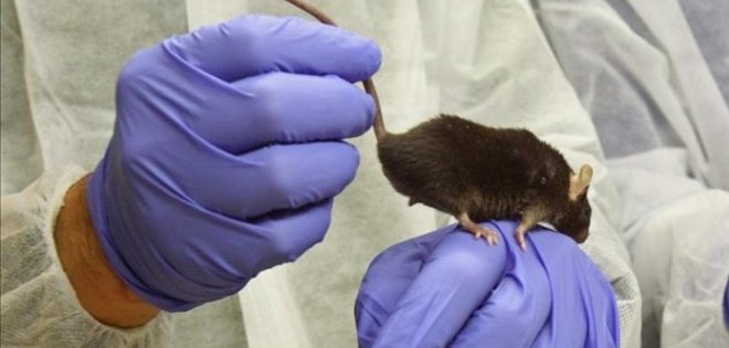 Ratones con discapacidad vuelven a caminar tras recibir células madre humanas