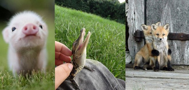 Bebés animales: 20 fotos de la ternura hecha miniatura