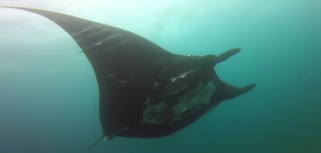 Mantarrayas Gigantes, el primer video ecuatoriano llegó a GoPro