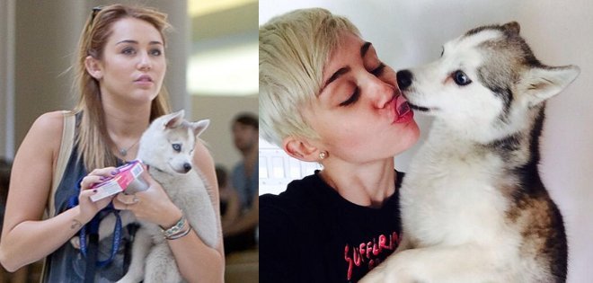 Murió Floyd, el perro de Miley Cyrus