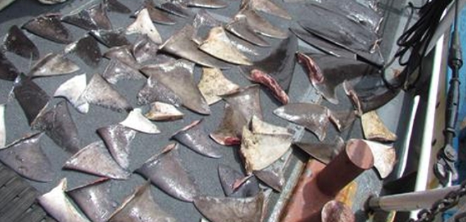 Detienen a embarcación con 28 aletas de tiburón en El Oro