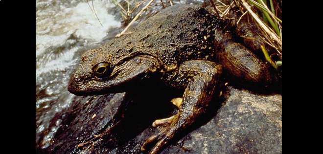 Rana goliat, la más grande en su especie