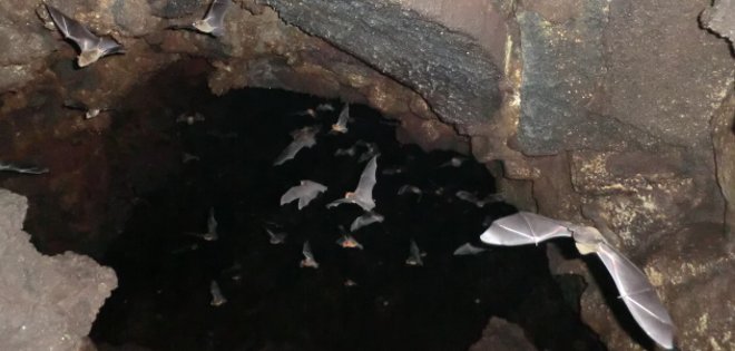 Indonesia sigue vendiendo murciélagos pese riesgos de coronavirus