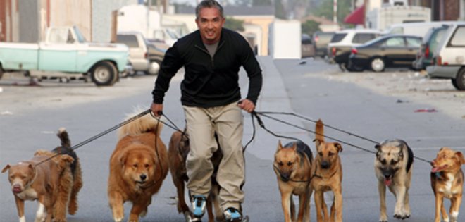 César Millán en Guayaquil: “los perros no siguen a líderes inestables, los humanos sí”