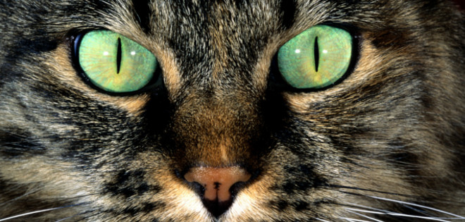 Los secretos ocultos de la visión de los gatos