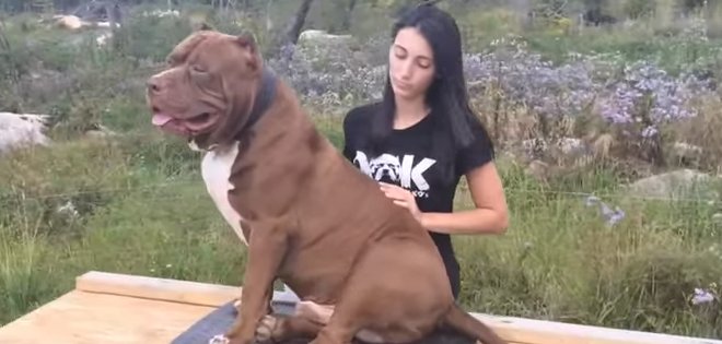 El pitbull de 17 meses que pesa 79 Kg y es sensación en internet