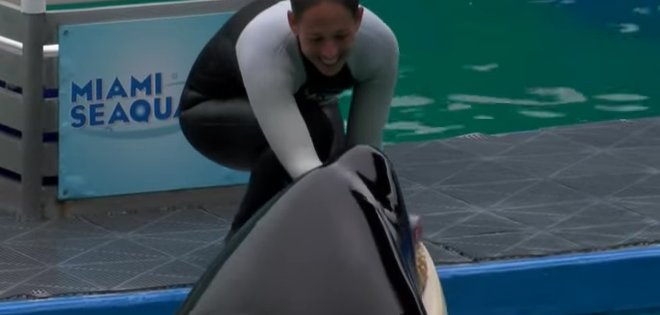 Lolita, una orca del acuario de Miami recibe protección oficial