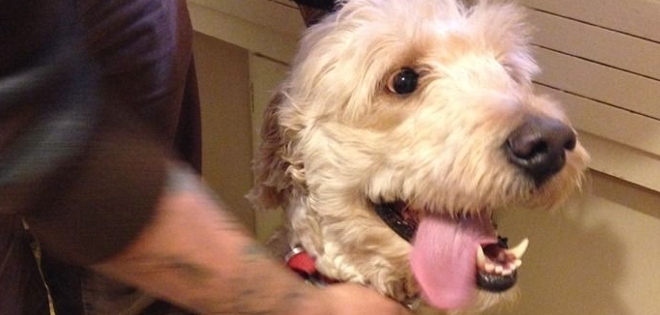 Lloró al ver lo que su perro hace cuando él no está en casa