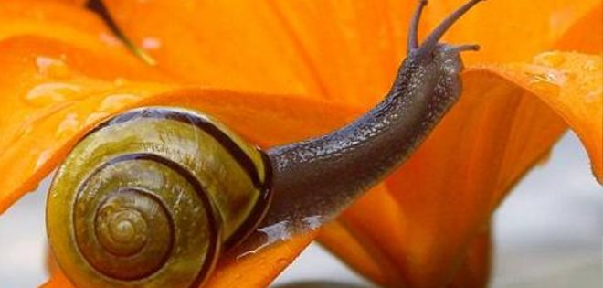 La inesperada velocidad de los caracoles