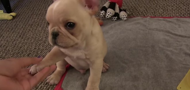 (VIDEO) Brody, el cachorro más inteligente del mundo
