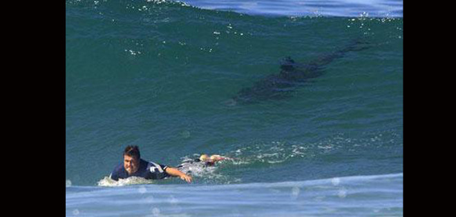 Tiburón ataca a surfista en costa de Florida y le causa heridas en un brazo