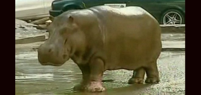 Vea los animales sueltos del zoológico de Georgia por causa de las inundaciones