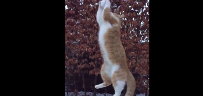 (VIDEO) Conoce al gato con habilidades de arquero