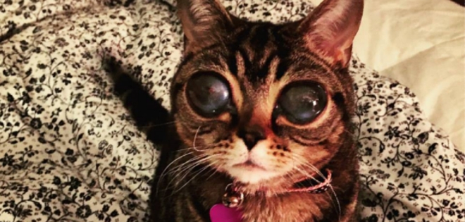 La gata de grandes ojos que se vuelve furor en las redes