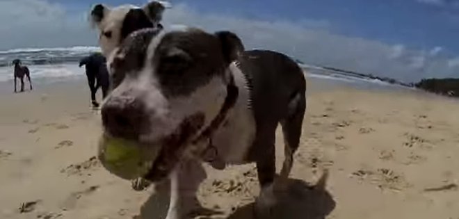 Gato surfea las olas al ritmo de 'Happy' acompañado de 12 perros