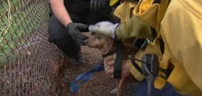 (VIDEO) Arriesgó su vida para salvar a un perro que era arrastrado por la corriente