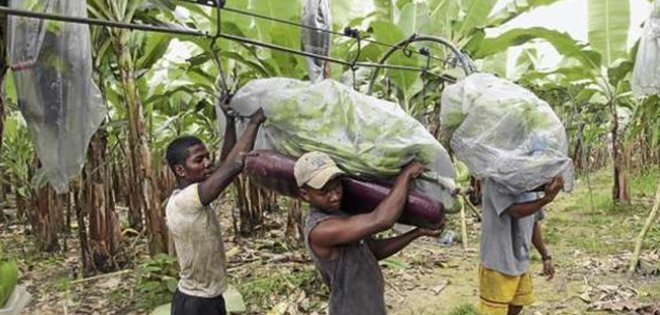 El pago a trabajadores agrícolas se fija en USD 21,41 diarios