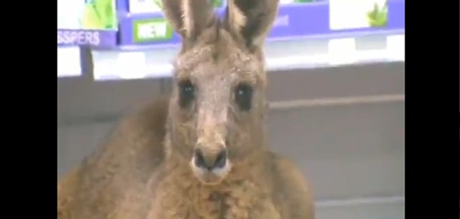 VIDEO: Canguro herido entra a farmacia de aeropuerto en Australia