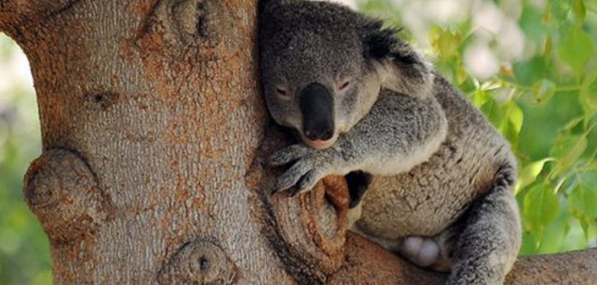 Un bombero salva la vida de un koala con respiración boca a boca