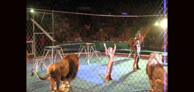 Furioso ataque de un león a una profesora en un circo de Perú