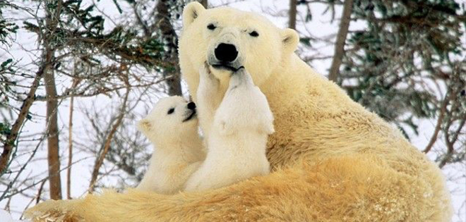 Calentamiento global destruye hábitat de los osos polares y los empuja a la extinción