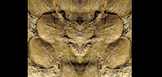 Hallan la flor más antigua del mundo