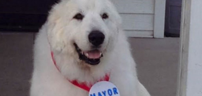 El perro que fue elegido alcalde de un pueblo de Estados Unidos