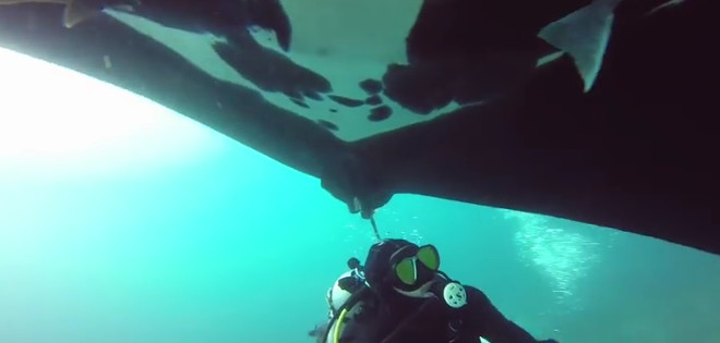 Mantarrayas Gigantes, el primer video ecuatoriano llegó a GoPro