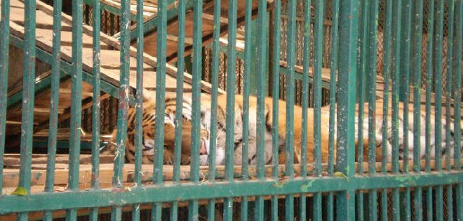 Rescatan más de 100 animales silvestres hacinados en zoológico de México