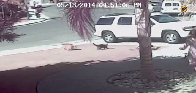Tara, la gata heroína que salvó la vida de su pequeño amo